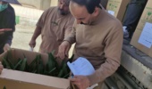 صادرات ۱۰ هزار اصله نهال کشتبافتی خرما از مرز مهران به عراق