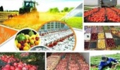 راهکارهای نوین کاهش ضایعات کشاورزی؛ ترویج آموزش‌های نوین برای آینده‌ای پایدار