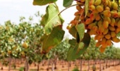 باغات پسته کرمان بیش از گذشته در معرض تنش آبی هستند