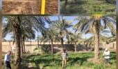 آغاز مرحله نخست نقشه‌برداری و میخ‌کوبی برای ساماندهی و توسعه ذخایر ژنتیکی خرمای کشور در اهواز