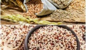 چهار لاین جدید گندم و کینوا در کمیته ملی معرفی رقم تایید و نامگذاری شد