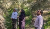 بازدید میدانی کارشناسان از باغات خرمای منطقه اندوهجرد استان کرمان