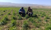 بازدید از طرح کرت‌های کنترلی گندم و جو و طرح تعیین ارزش زراعی (vcu) ارقام گندم دیم و طرح سازگاری ارقام پکان