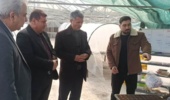 بازدید رئیس مؤسسه تحقیقات ثبت و گواهی بذر و نهال از ایستگاه کهریز و نهالستان‌های مرکز تحقیقات کشاورزی آذربایجان غربی