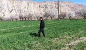 بازدید کارشناسان گیاه‌پزشکی مرکز تحقیقات کشاورزی لرستان از مزارع گندم و جو پلدختر و معمولان