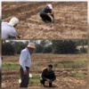 اتمام مراحل نقشه‌برداری و میخ‌کوبی برای ساماندهی و توسعه ذخایر ژنتیکی خرمای کشور در اهواز