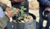 هماهنگی اجرای طرح کشت گونه های کور و اپنتیا