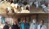 گله هسته اصلاح‌نژاد گوسفند عربی؛ گامی نو در افزایش بهره‌وری دامداری های سنتی خوزستان