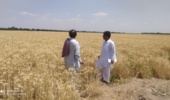 بازدید از مزارع بذری گندم پیش از برداشت