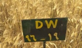 معرفی رقم گندم دوروم ماهان DW-96-19 جهت کاشت در منطقه ارزوییه استان کرمان