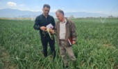 بازدید کارشناسان واحد ثبت و گواهی بذر و نهال استان گلستان از مزارع تولید هسته‌های بذری گندم و پیاز در ایستگاه‌های تحقیقاتی
