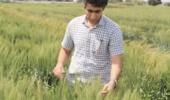 ارزیابی میزان مقاومت نسبت به بیماری زنگ زرد گندم