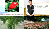 بررسی مدیریت بهاره محصول انار در شرایط بحرانی، بارندگی و سرما توسط عضو هیات علمی پژوهشکده مرکبات و میوه های نیمه گرمسیری