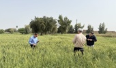 توصیه به مدیریت کنترل رطوبت مزارع در پایش میدانی مزارع گندم شهرستان دزفول