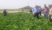 پایش میدانی مزارع چغندرقند شهرستان دزفول