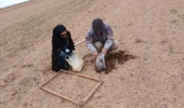 عملیات پایش و ارزیابی جمعیت علف‌های هرز مزرعه گندم دیم در روستای نجف‌آباد آشتیان
