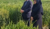 بازدید از مزارع تولید هسته‌های بذری ایستگاه عراقی محله با حضور رئیس و معاون پژوهشی مرکز تحقیقات و آموزش کشاورزی گلستان