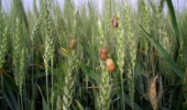 اهمیت زمان مناسب سمپاشی علیه سن غلات