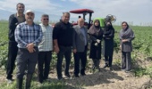 بازدید میدانی معاون پژوهشی مرکز تحقیقات کشاورزی گلستان، به اتفاق کارشناسان سازمان جهاد کشاورزی، از مزارع سیب‌زمینی شهرستان گرگان