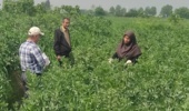 بازدید میدانی معاون پژوهشی مرکز تحقیقات و آموزش کشاورزی گلستان از مزرعه انتخاب مشارکتی ارقام باقلا حوزه شهرستان گرگان