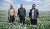 پایش فنی مزارع تولید و تکثیر بذر کتان و کاملینا توسط کارشناسان تحقیقات ثبت و گواهی بذر و نهال مرکز تحقیقات و آموزش کشاورزی و منابع طبیعی استان گلستان
