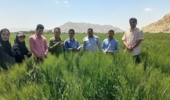 تأکید بر مخلوط‌کِشی به‌موقع در مزارع بذری ارزوئیه استان کرمان