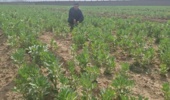 تمرکز محققان بر به‌نژادی ارقام درشت‌دانه و کم‌آب‌بر برای سازگاری با اقلیم لرستان
