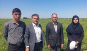 بازدید معاون پژوهشی و کمیته فنی بخش تحقیقات زراعی و باغی مرکز تحقیقات و آموزش کشاورزی گلستان از مزارع تولید بذر و آزمایشات ایستگاه عراقی‌محله