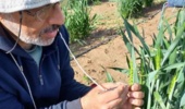 آغاز برنامه پیش اصلاحی گندم در بانک ژن گیاهی ملی ایران