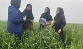 نظارت تخصصی بر طرح نوین «کودآبیاری» در علی‌آباد کتول توسط محقق مرکز تحقیقات و آموزش کشاورزی