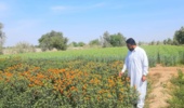 گامی بلند به سوی خوداتکایی گلرنگ در بلوچستان: کاشت ۱۰ رقم و لاین زودرس و بدون خار در ایستگاه تحقیقاتی بمپور