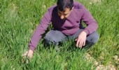 نظارت بر مزارع تولیدکننده بذر در ایستگاه تحقیقات کشاورزی دامغان جهت مقابله با تنشهای محیطی
