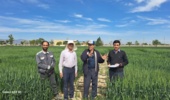 بازدید از پروژه های غلات در راستای امکان سنجی القای مقاومت به بیماریها با ذرات نانو