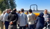 برداشت زودهنگام گندم، تلفات را افزایش میدهد