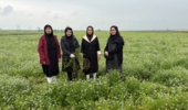 وضعیت سلامت و چالشهای گیاهپزشکی مزارع سیاهدانه علیآباد کتول ارزیابی شد