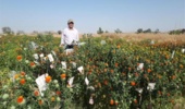 تداوم برنامههای بهنژادی گلرنگ در سیستان؛ گامی در خط مقدم مقابله با بحران آب