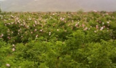 شناسایی 40 ژنوتیپ گل‌محمدی در ایران/ ژنوتیپ‌های گل‌محمدی باید شناسنامه‌دار شوند