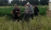 از ارزیابی نخستین هیبریدها تا شناسایی لاین‌های امیدبخش دیم