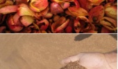 پسماندهای کشاورزی؛ از کنجاله زیتون تا تفاله پرتقال، جایگزینی راهبردی برای نهادههای وارداتی