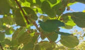 چالش پوسیدگی کیوی