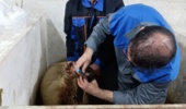 آمادهسازی پیش از جهش پروار