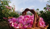 بیش از ۷۰ درصد گل ‌محمدی جهان در ایران تولید می‌شود/گل محمدی؛ گونه‌ای راهبردی برای ایرانِ کم‌آب