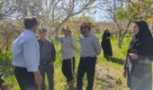 بازدید تخصصی محققان پژوهشکده میوههای معتدله و سردسیری از باغ گردوی شازند و آموزش عملی سرشاخهکاری