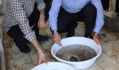 بیش از ۱۵ هزار لارو ماهی شیپ نسل اول به بخش اجرا تحویل شد