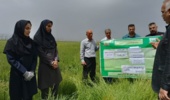 روز انتقال یافتههای تحقیقاتی «مبارزه با عوامل خسارتزای مزارع گندم؛ سن غلات و بیماری زنگ زرد»
