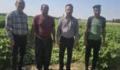 بررسی وضعیت محصولات سبزی و جالیزی شمال استان خوزستان از نظر نیترات و عناصر سنگین