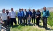 تاکید محققان بر مدیریت علمی مزارع گندم و پایش آفات و بیماریهای باغات