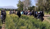 روز مزرعه تعیین ارزش زراعی (vcu) لاینهای مختلف گندم نان و دوروم و طرح کرتهای کنترلی گندم
