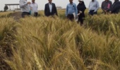 بازدید رئیس موسسه تحقیقات اصلاح و تهیه نهال و بذر از فعالیتهای پژوهشی ایستگاه تحقیقات کشاورزی گنبد