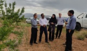 بازدید رئیس مؤسسه تحقیقات علوم باغبانی از باغ ۸۰ هکتاری بادام دیم در روستای فرجآباد شهرستان خمین